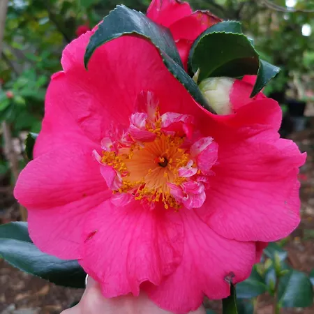 דירה Ginko House