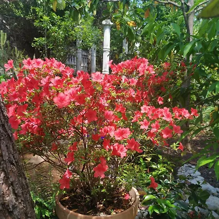 Ginko House דירה אופטיה