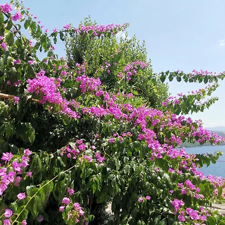 דירה Ginko House