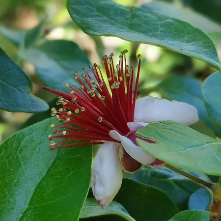 Apartamento Ginko House Opatija