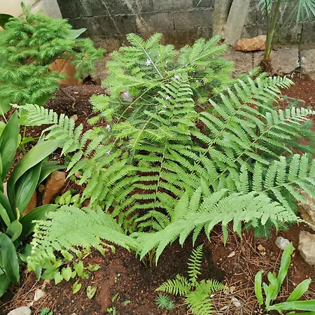 Apartamento Ginko House *