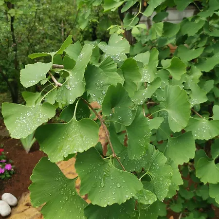 Ginko House Daire *