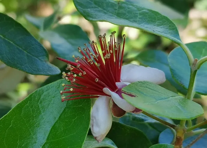 דירה Ginko House אופטיה