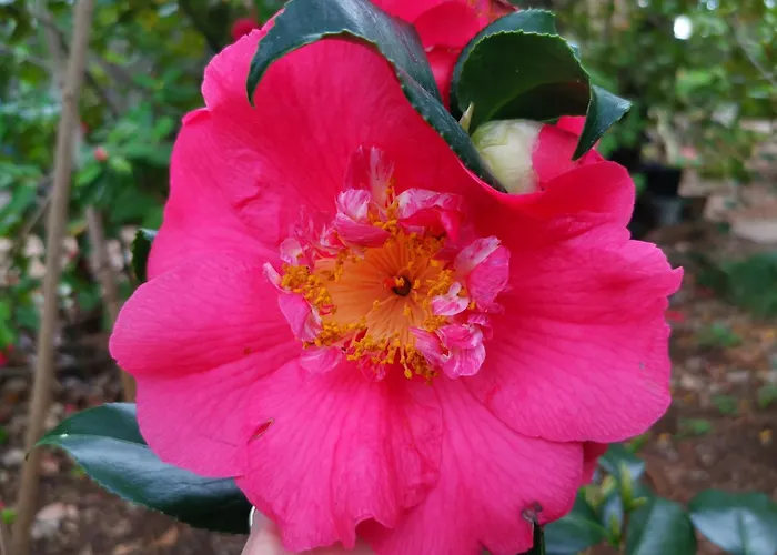 דירה Ginko House