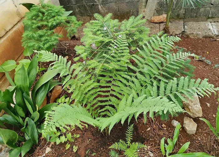 דירה Ginko House *