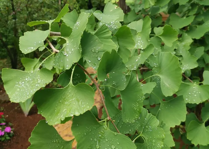 Ginko House דירה *